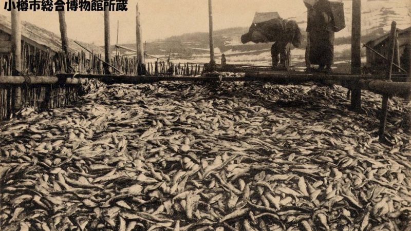小樽百景 小樽のニシン漁 キタル オタル 小樽を楽しむ時間を育てるための超発信型小樽ファンサイト