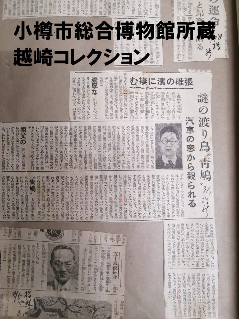 小樽新聞記事。しきりに「張碓島」という用語が使用されている（赤傍線部）。文章の最後ではアオバトにちなみ「青鳩島」と呼称するアイデアが披露されているなどユニークなポイントもおもしろい。